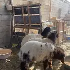 نعيم