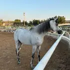 للبيع خيل عربي العمر 5 سنوات