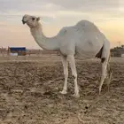 خلفه وضحى كفو