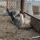فراريج بلدي