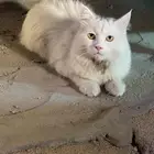 بسوس