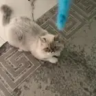 قطط للتبني