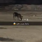 جيرمن شيبرد ضايع