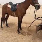حصان واهو و البيع شعبي بدون الورق