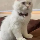 قط للتبني