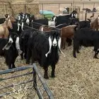 معزا عوارض