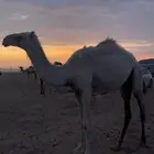 ابل بكار