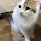 قطوه للتبني