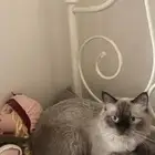 قط تبيني يجنن