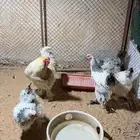 دجاج براهما