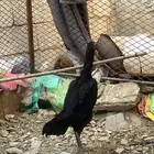 دجاجة شامو الماني