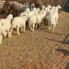 خرفان حريات