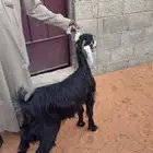 جفره عارضيه شحم جذعه فوق الوسط نظيفة شرط