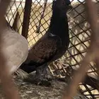 زوج هجين صنعاني  روماني