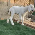 رخل صنف حرشه دغوره