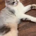 قطط
