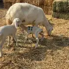 نعجه تحتها ثنين