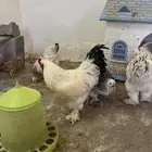 دجاج براهما للبيع