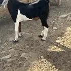 تيوس على 700 ريال