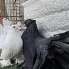 جوز حمام أمريكي