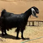 عنز مشروكه طيبه((تم البيع))