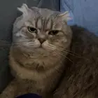 قطو