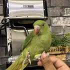 ببغاء دره اليف ومايعرف العض طير بيت جناحه كامل وريشه نظيف