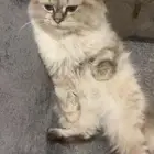 قطه هملايه وشيرازي العمر 8 شهور انثى