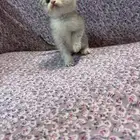 للبيع كتن سكوتش تربل فولد السعر شامل الاغراض و التوصيل بجدة