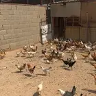 دجاج للبيع
