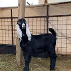 تيس عارضي