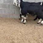 تيوس ذبح