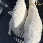 للبيع طليان