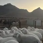 طليان حري ذبائح نظيفه شرط