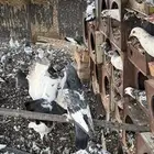 سلام عليكم ورحمة