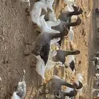 بط للبيع الخرج