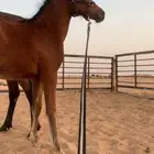 مهر شعبي فاخر