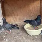 حمام جوز قطايف زرق