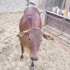 حسيلة البيع بالربع