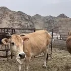 بقره خلفه