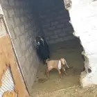 معزاء للبيع