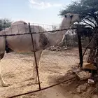 بعير اشقح السن ناب على جميع الشروط