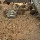 سمان للبيع سليم من الامراض