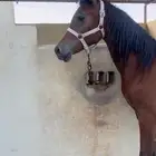 مهره شيخه رفيعه شعبيه