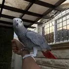 كاسكو اليف جدا