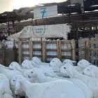 طليان حريات ذبايح فاخر من الاخر