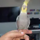 كروان ذكر ثلاثه شهور ونص وليف