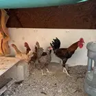 للبيع دجاج أربع دجاجات وا ديك