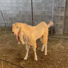 تيس مشروك ابيض