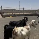 معزااا طيببه